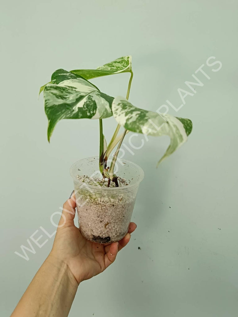 Monstera deliciosa variegata albo extra white