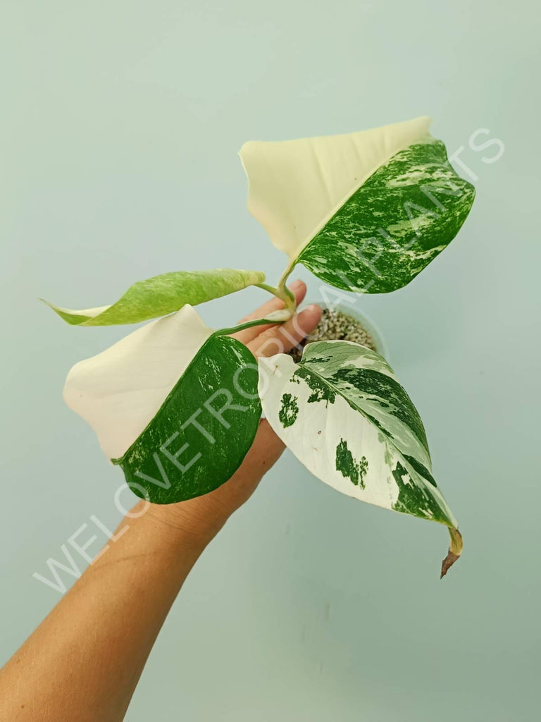 Monstera variegata albo extra white