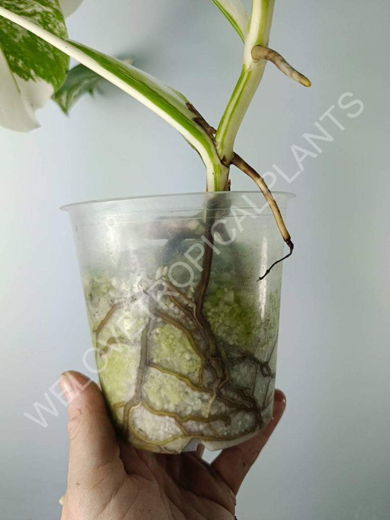 Monstera variegata albo extra white