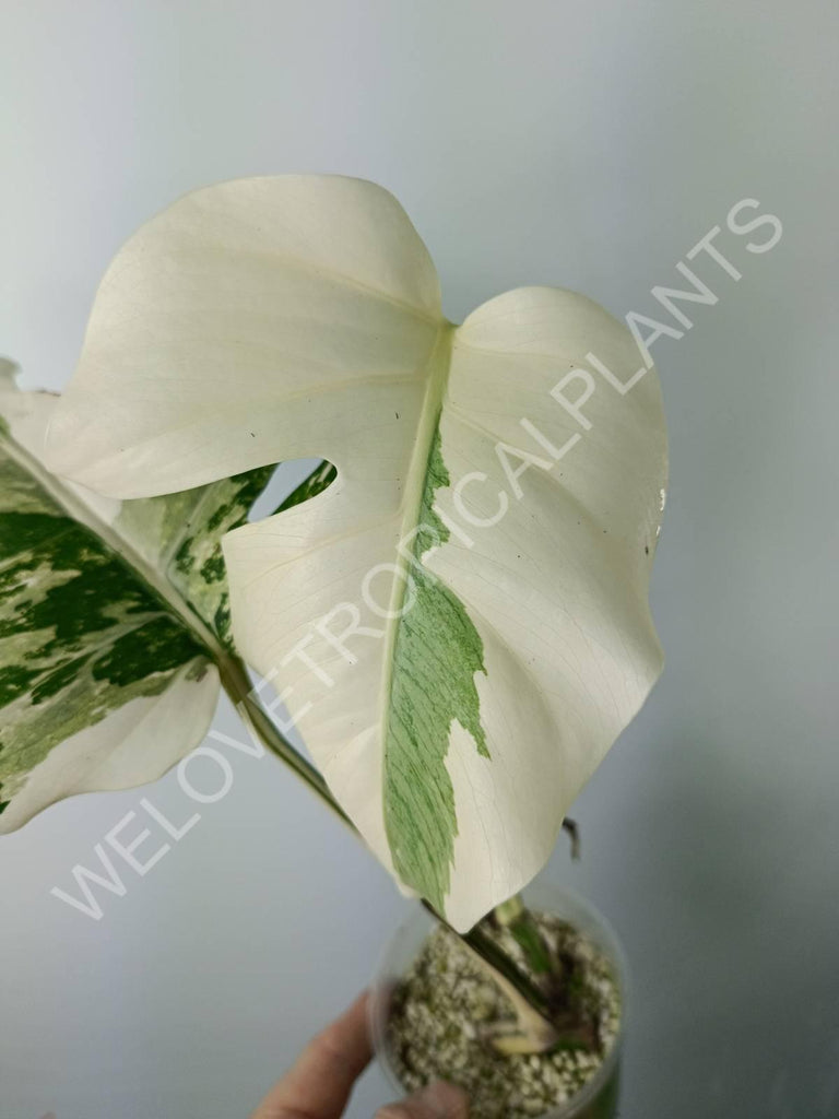 Monstera variegata albo extra white