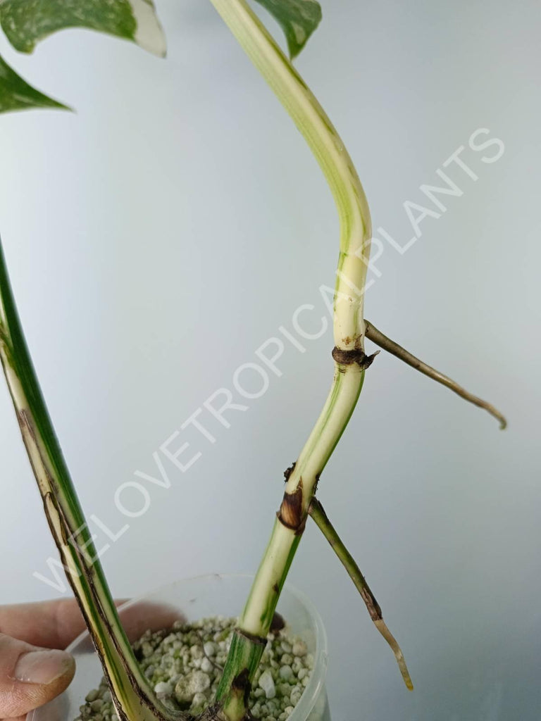 Monstera variegata albo extra white