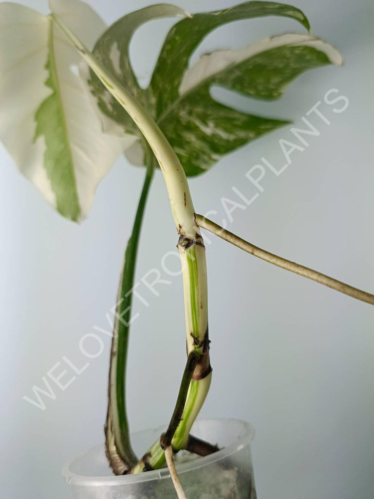 Monstera variegata albo extra white