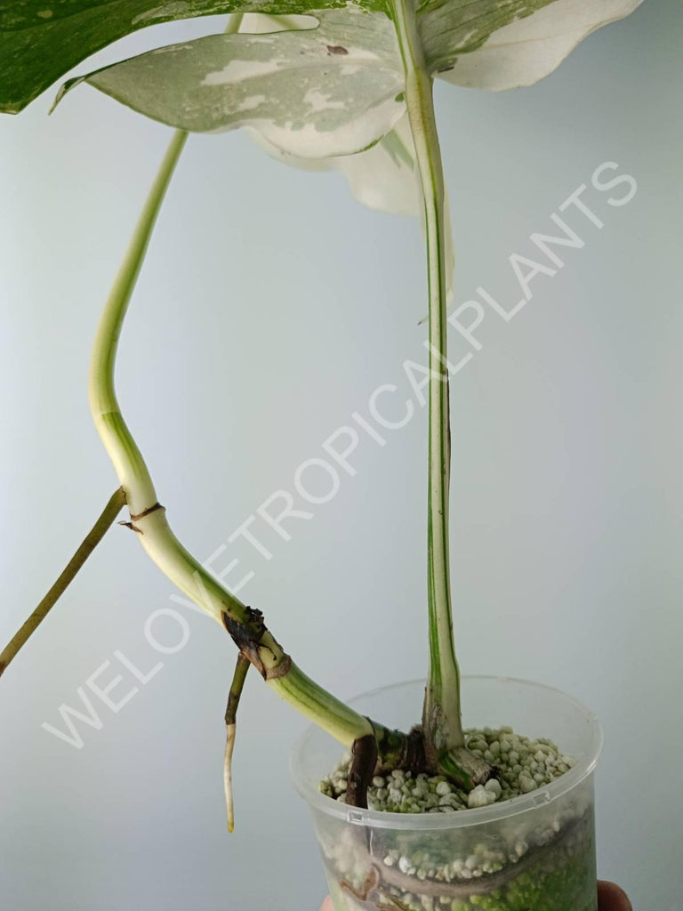 Monstera variegata albo extra white