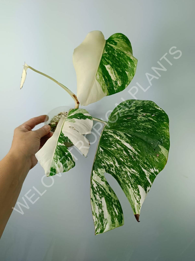 Monstera variegata albo extra white