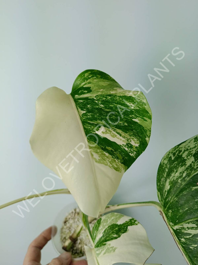 Monstera variegata albo extra white