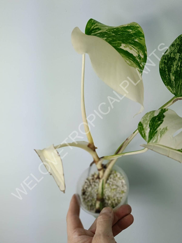 Monstera variegata albo extra white