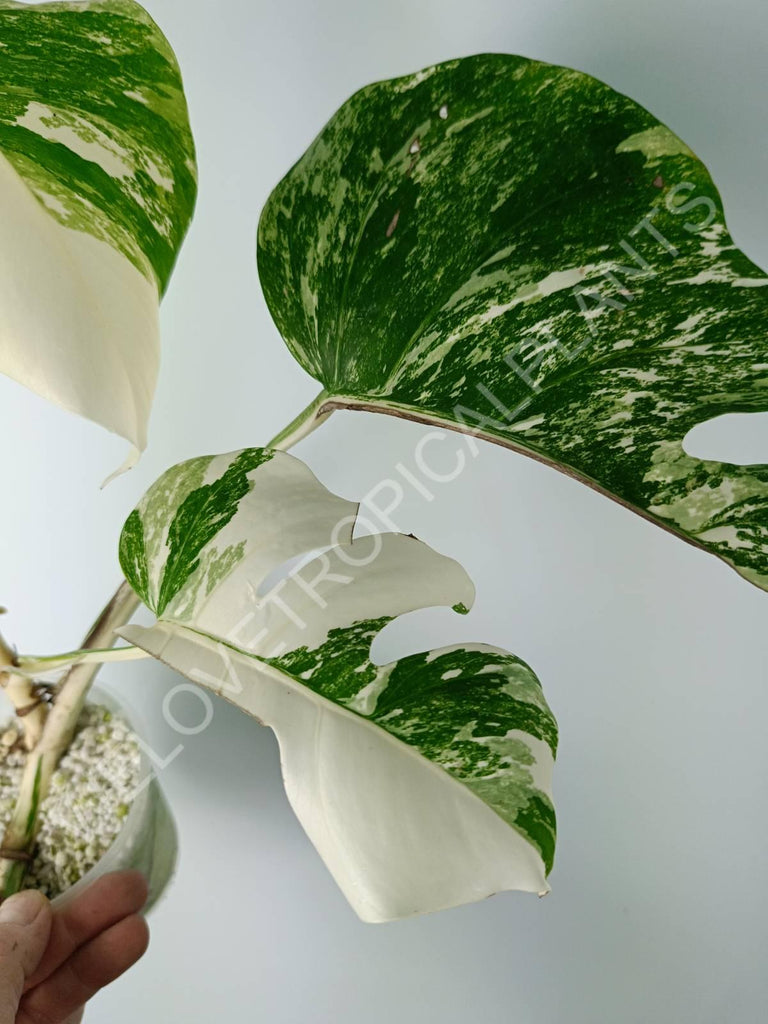 Monstera variegata albo extra white