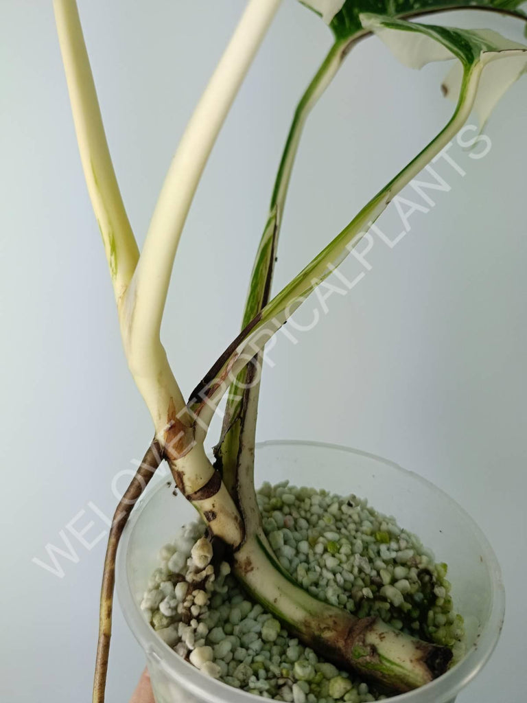 Monstera variegata albo extra white