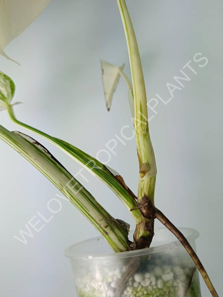 Monstera variegata albo extra white