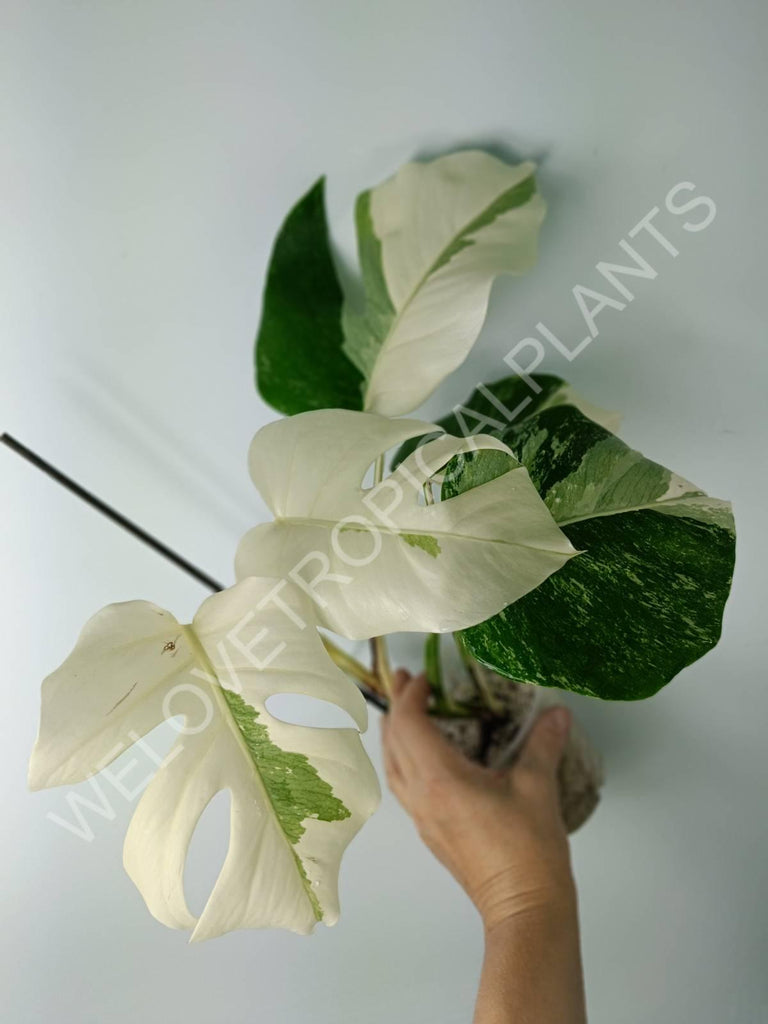 Monstera variegata albo extra white