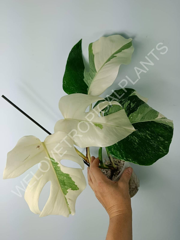 Monstera variegata albo extra white