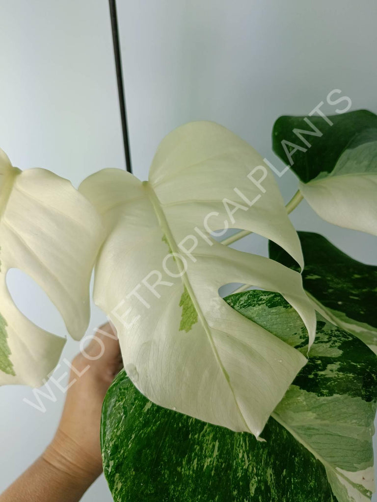 Monstera variegata albo extra white