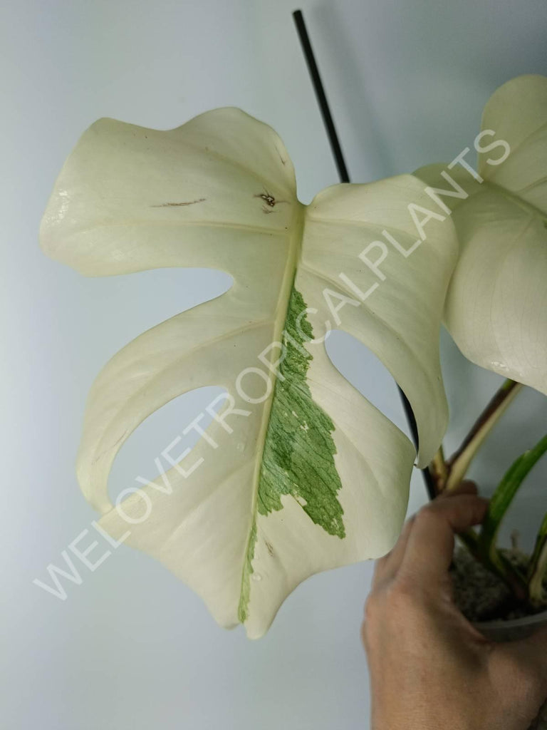 Monstera variegata albo extra white