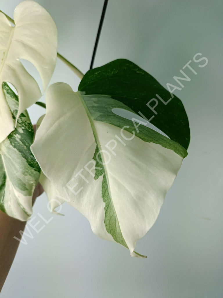 Monstera variegata albo extra white