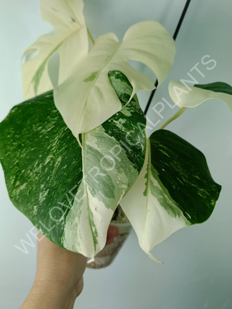 Monstera variegata albo extra white