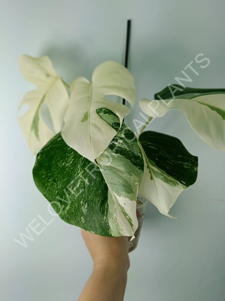 Monstera variegata albo extra white