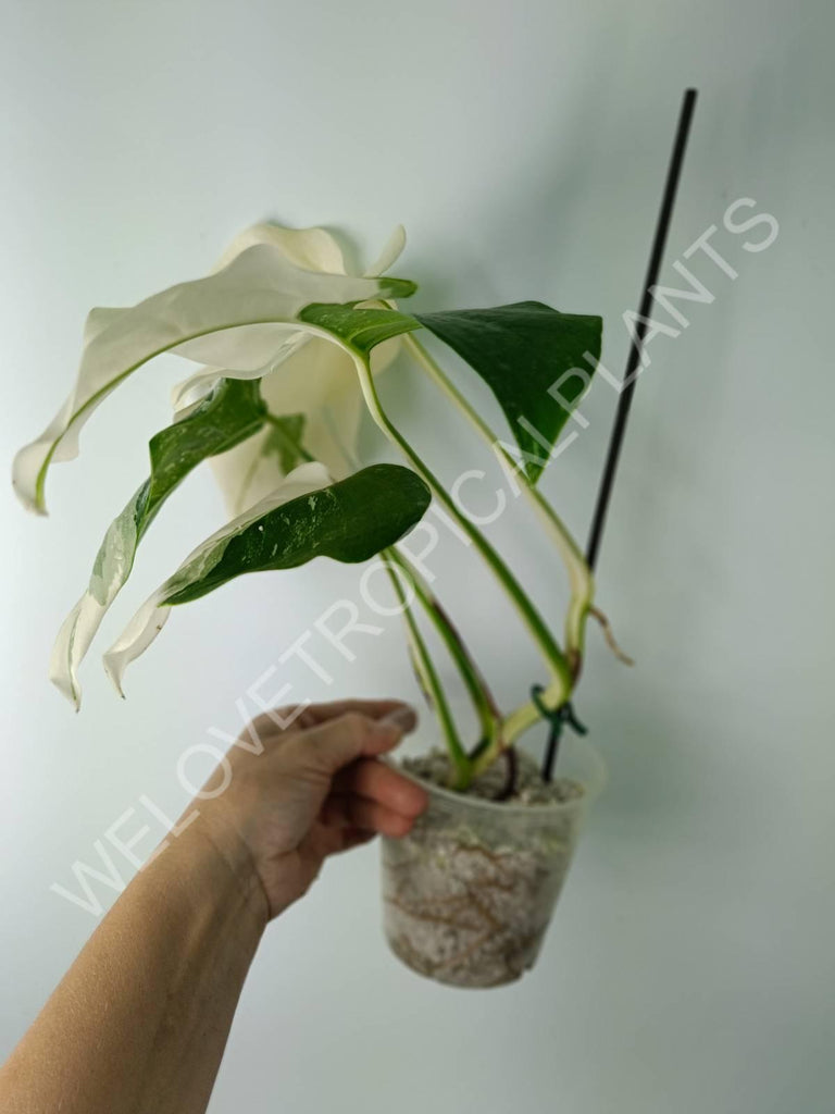 Monstera variegata albo extra white