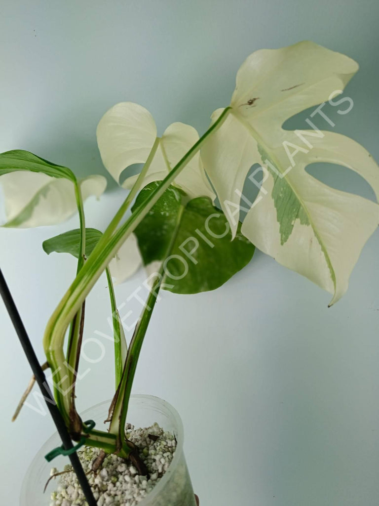 Monstera variegata albo extra white