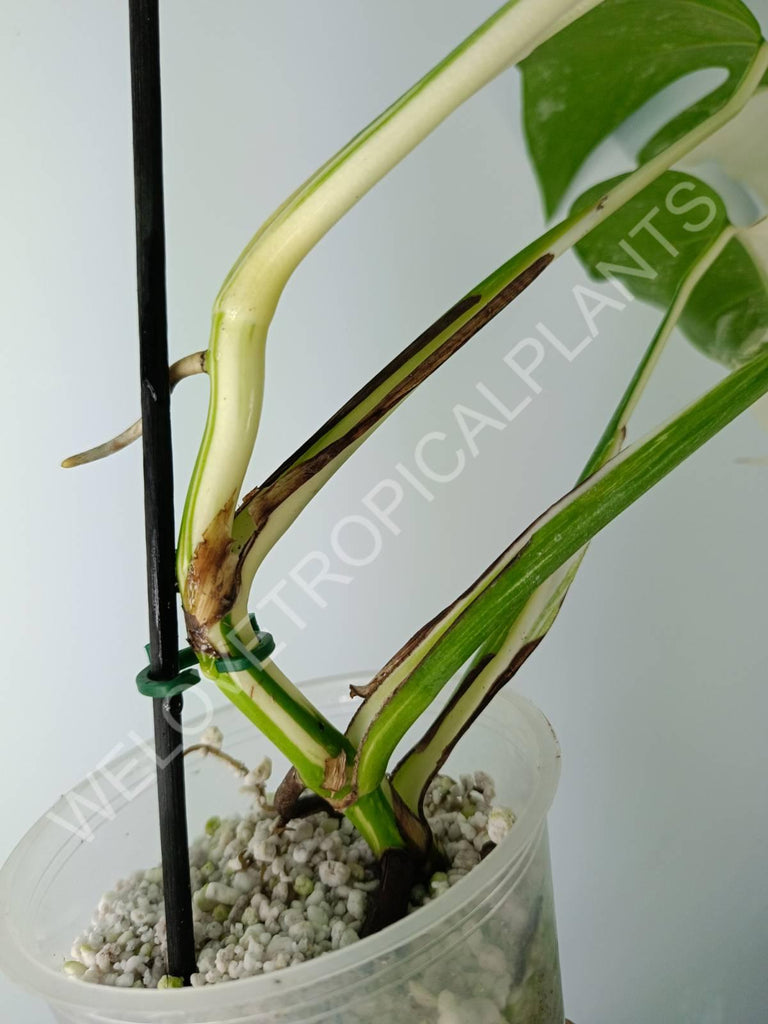 Monstera variegata albo extra white