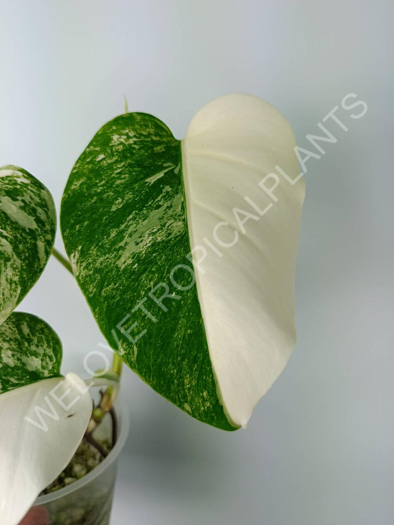 Monstera variegata albo extra white