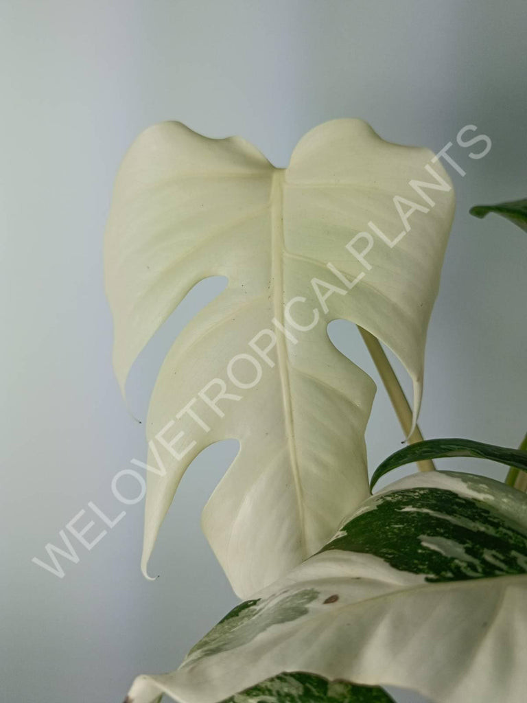 Monstera variegata albo extra white