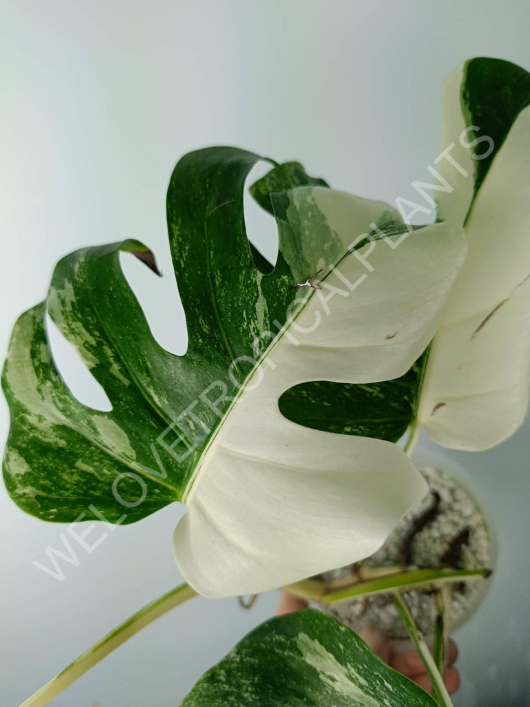 Monstera variegata albo extra white