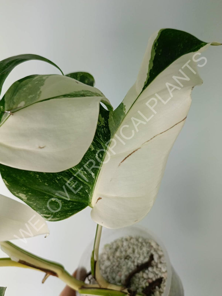 Monstera variegata albo extra white