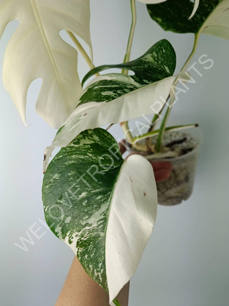 Monstera variegata albo extra white