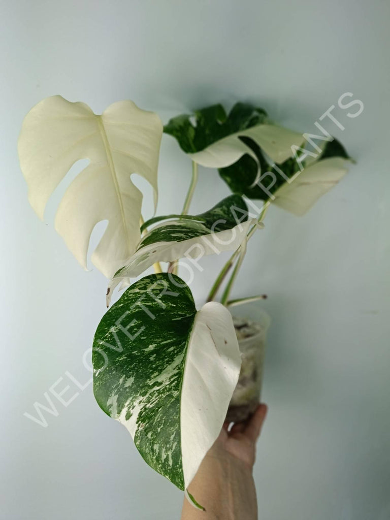 Monstera variegata albo extra white