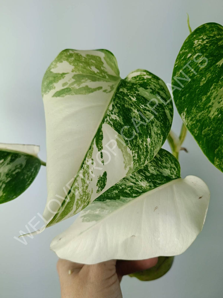 Monstera variegata albo extra white