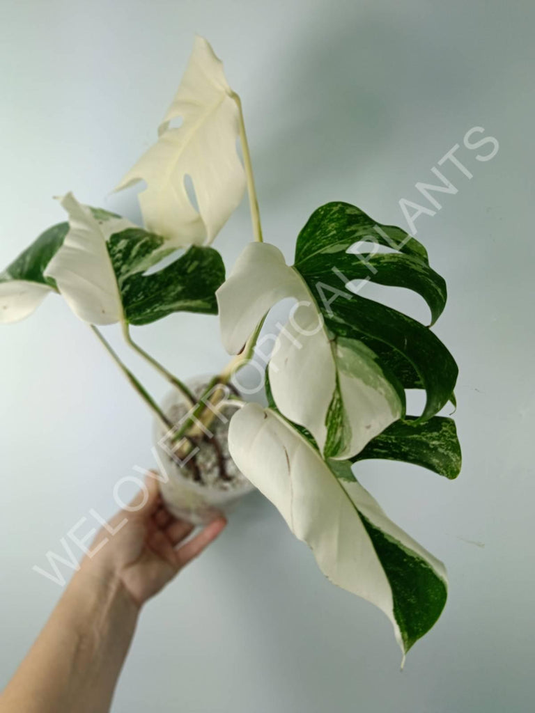 Monstera variegata albo extra white