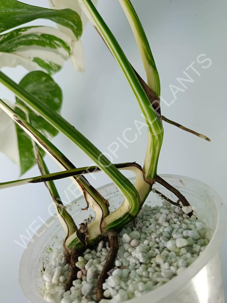 Monstera variegata albo extra white