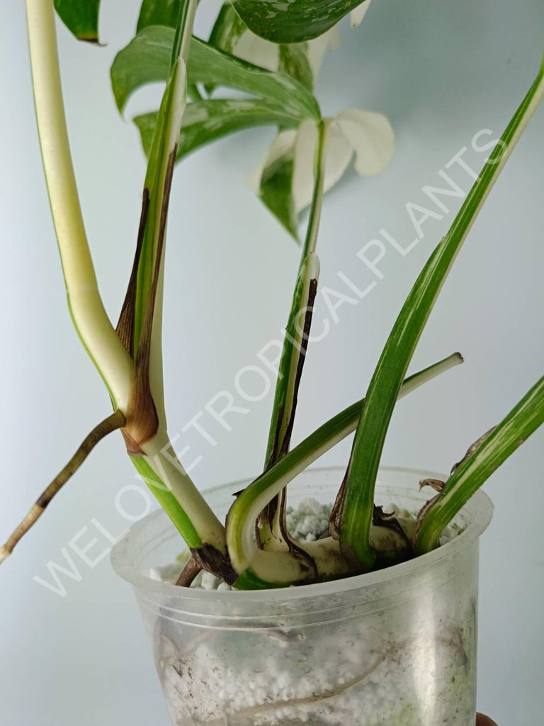 Monstera variegata albo extra white