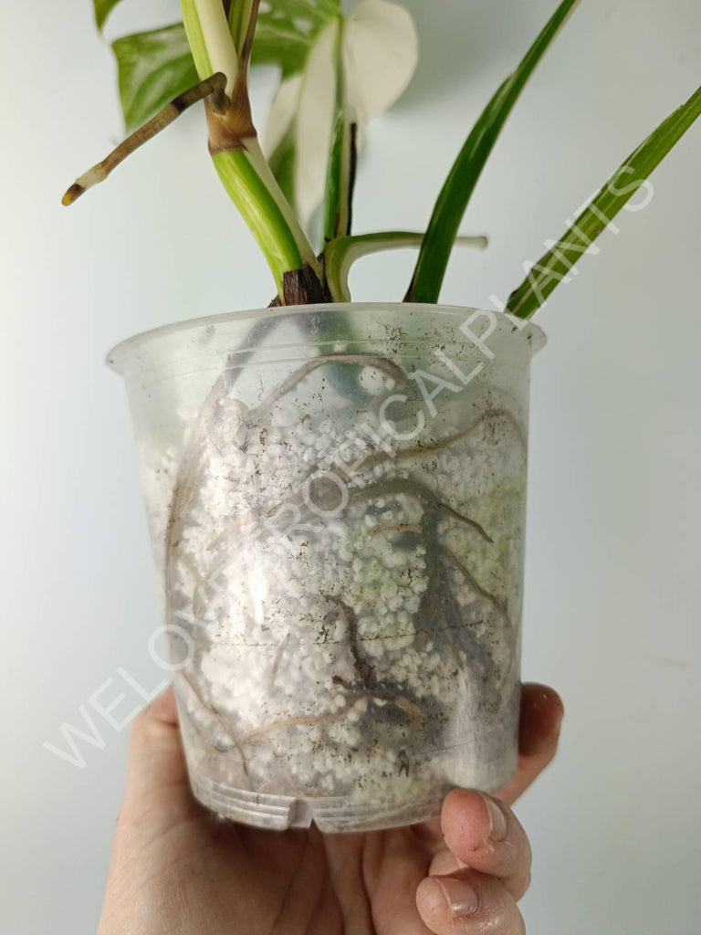 Monstera variegata albo extra white