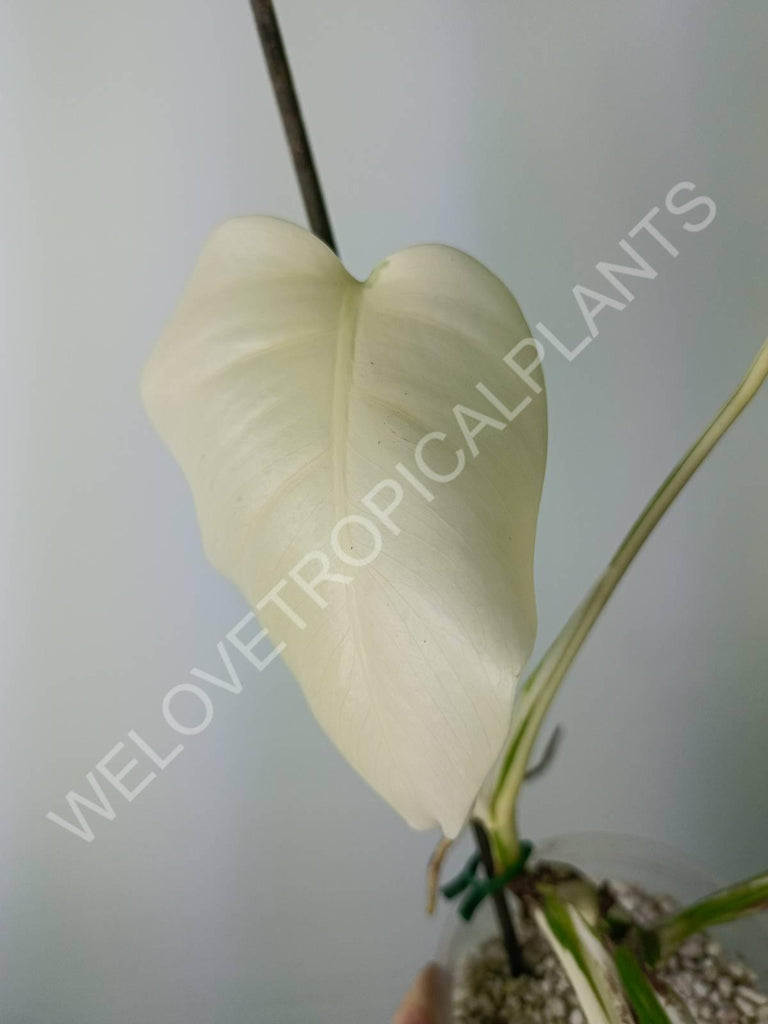 Monstera variegata albo extra white