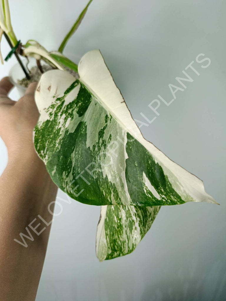 Monstera variegata albo extra white