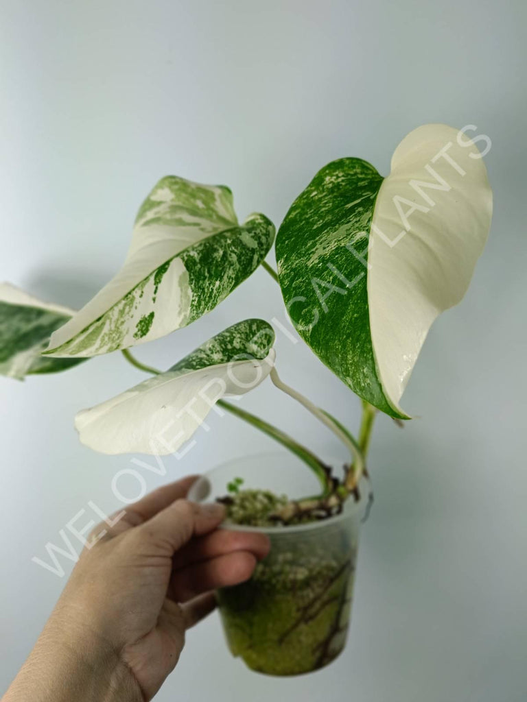 Monstera variegata albo extra white