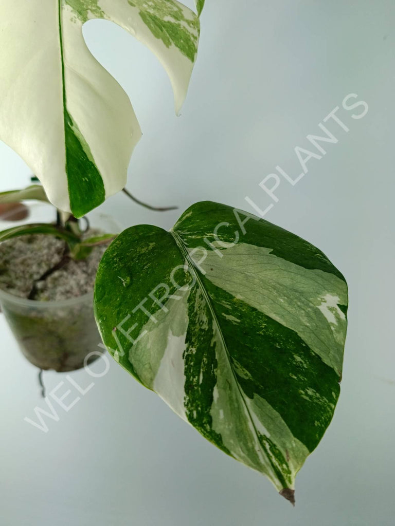 Monstera variegata albo extra white