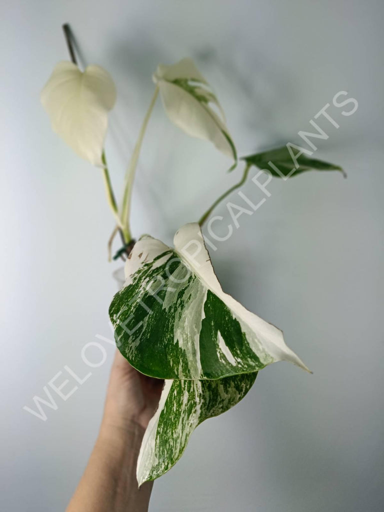 Monstera variegata albo extra white