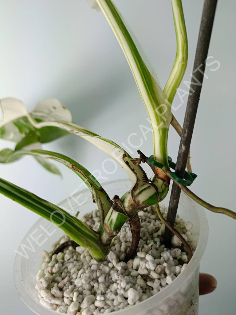 Monstera variegata albo extra white