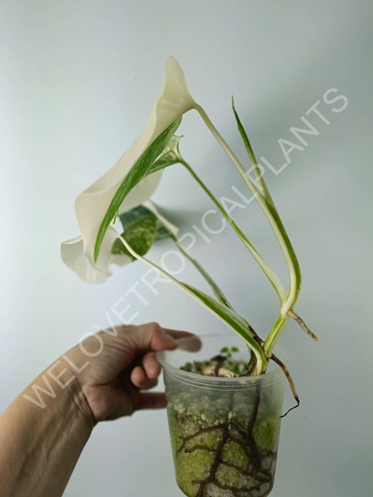 Monstera variegata albo extra white