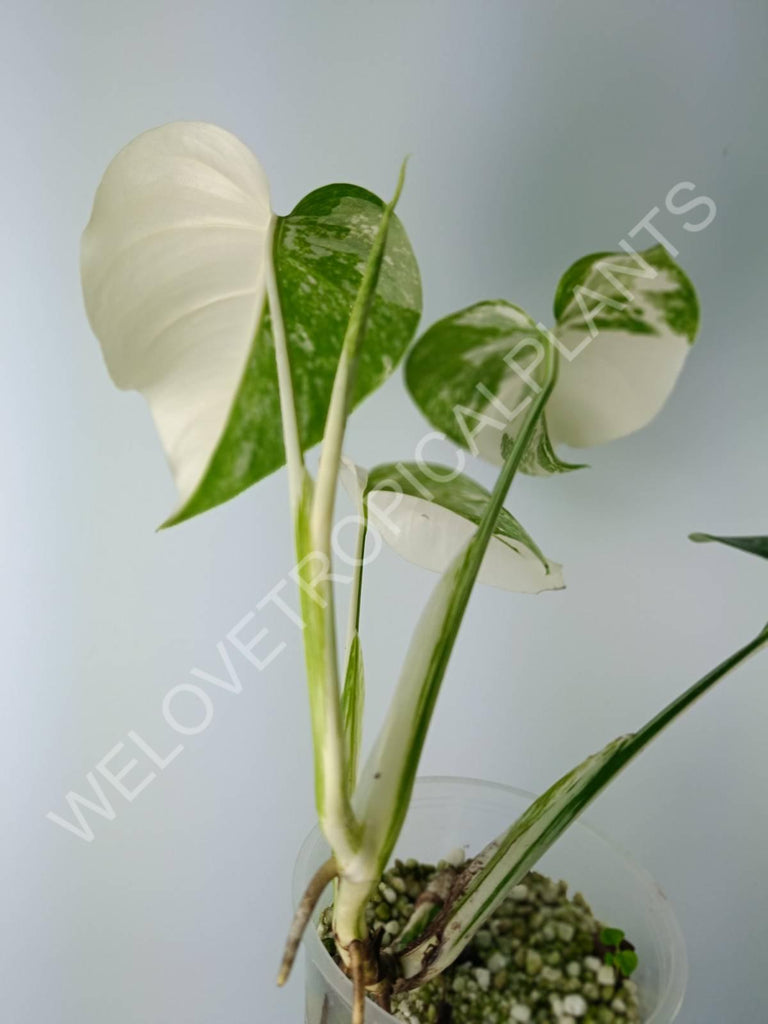 Monstera variegata albo extra white