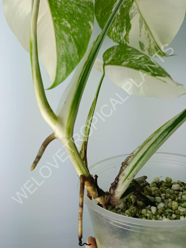 Monstera variegata albo extra white