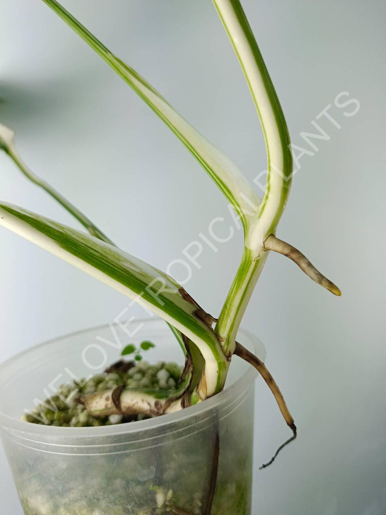 Monstera variegata albo extra white