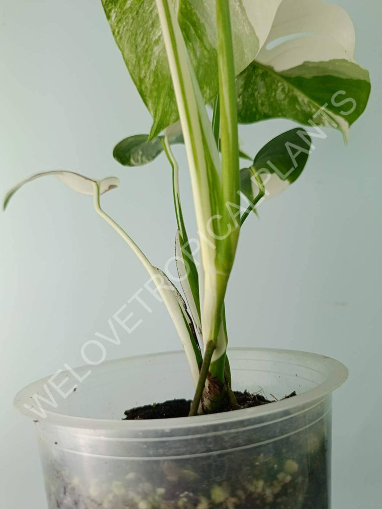 Monstera variegata albo extra white