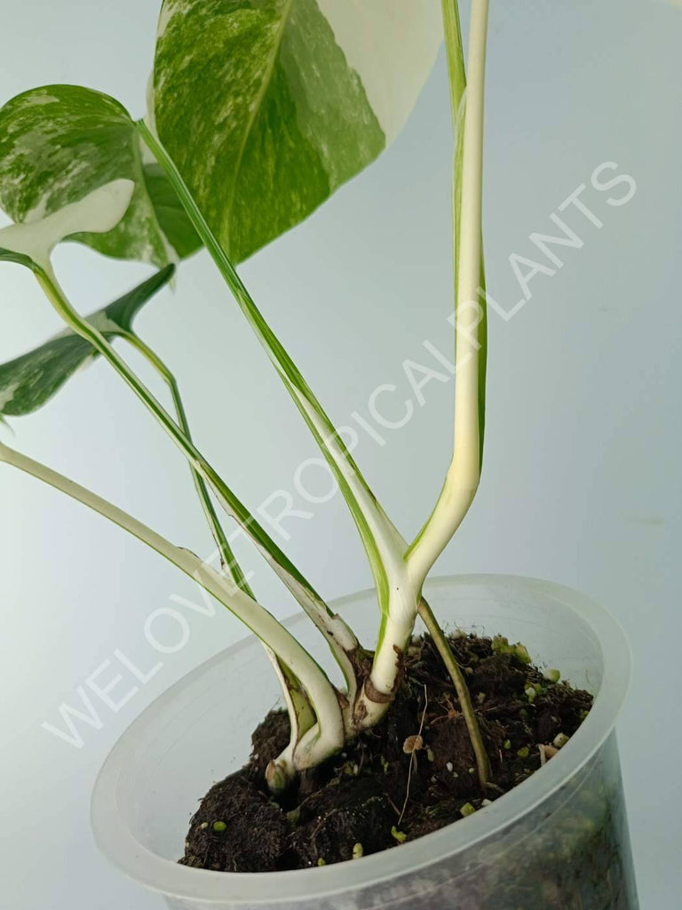 Monstera variegata albo extra white