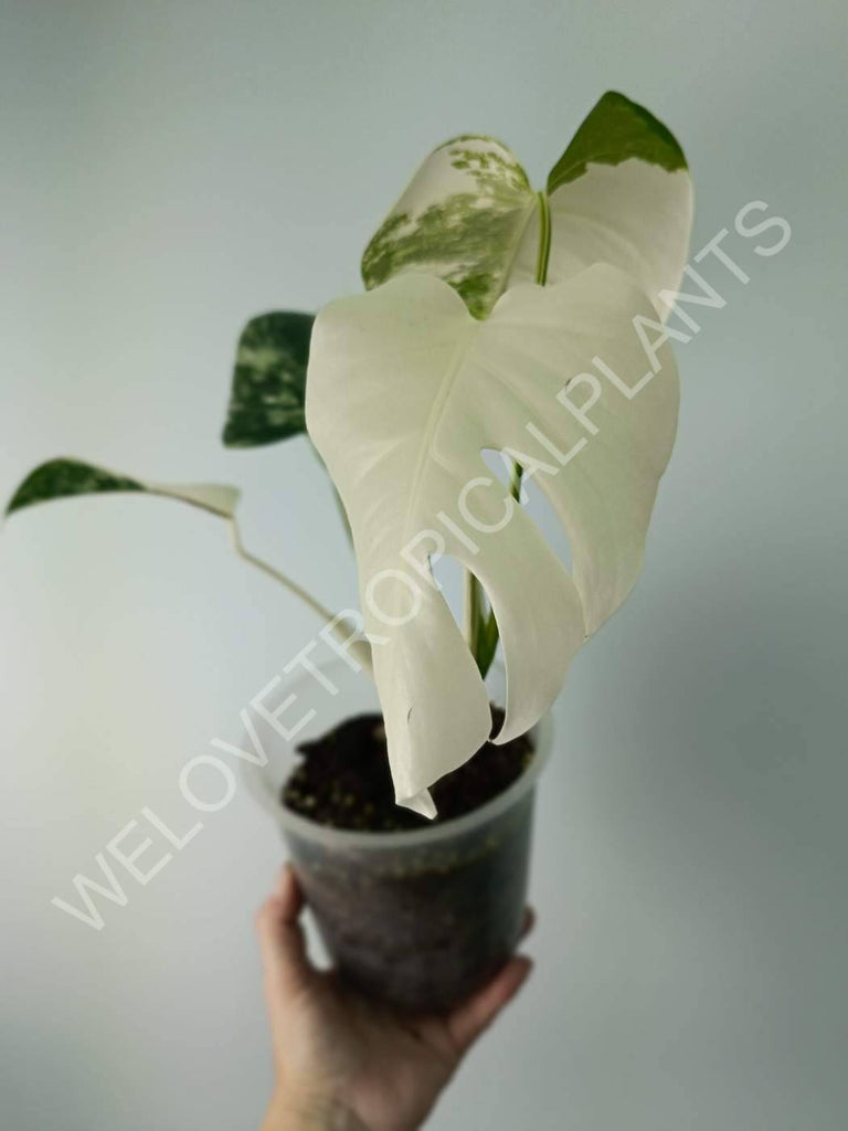 Monstera variegata albo extra white