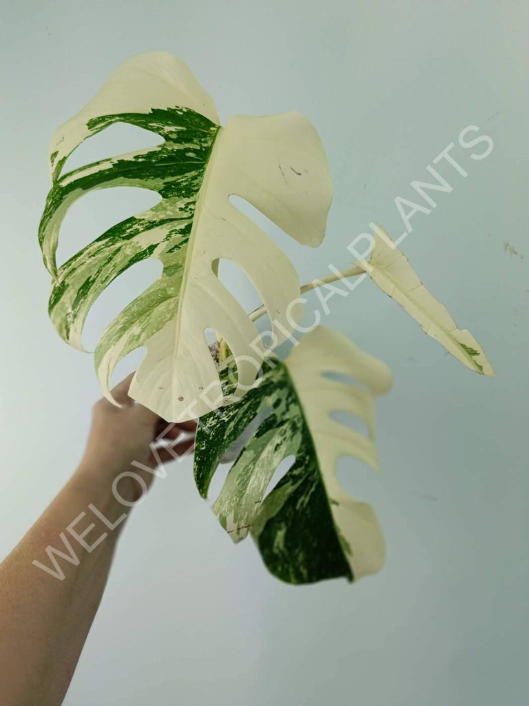 Monstera variegata albo extra white