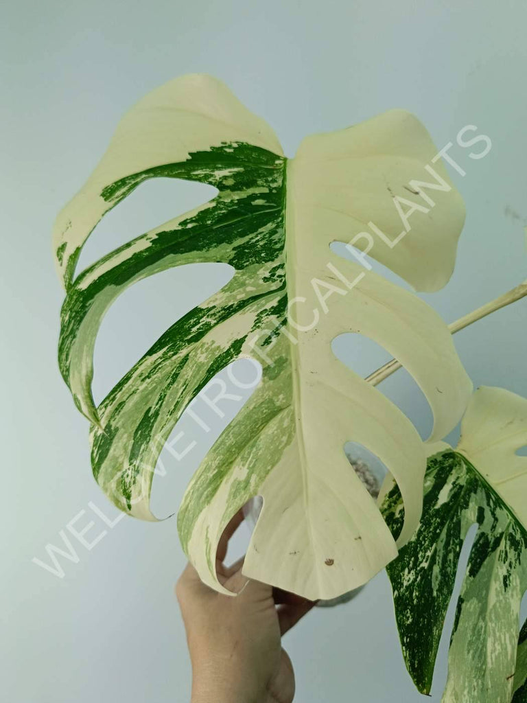 Monstera variegata albo extra white