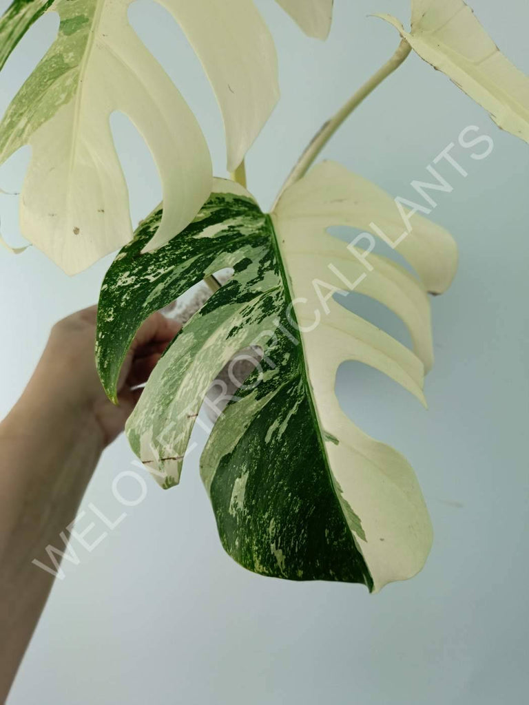 Monstera variegata albo extra white